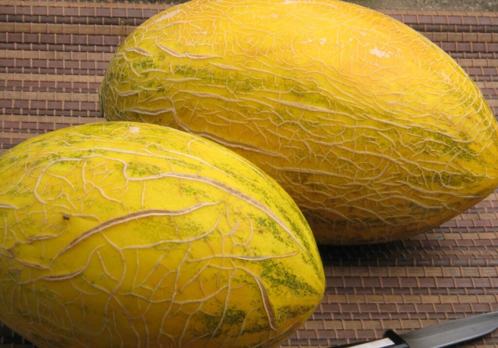 Hami Melon